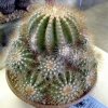 Copiapoa_krainziana_3